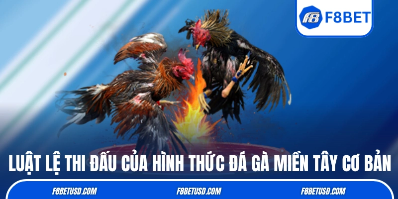 Luật lệ thi đấu của hình thức đá gà miền Tây cơ bản
